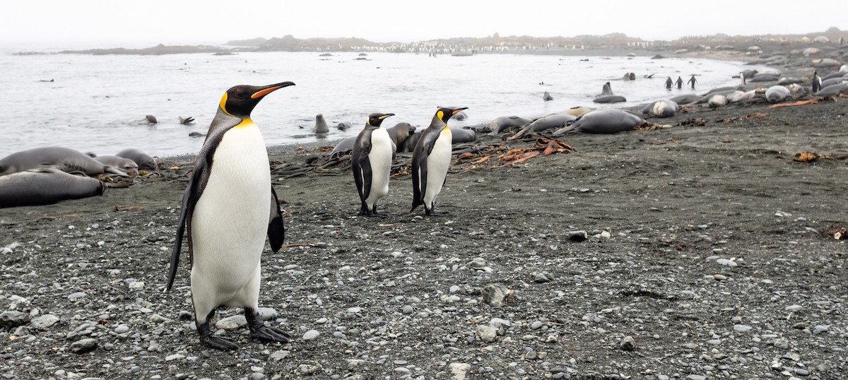 King Penguin - ML642946114