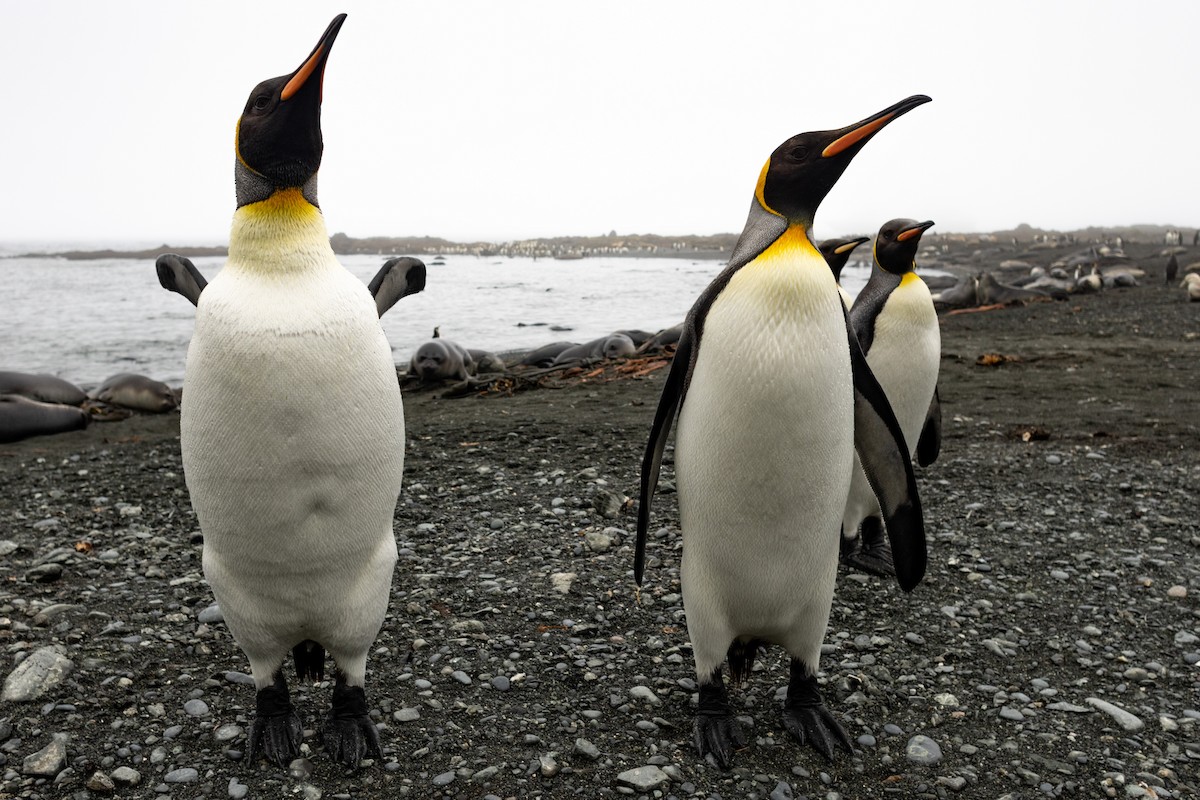 King Penguin - ML642946115