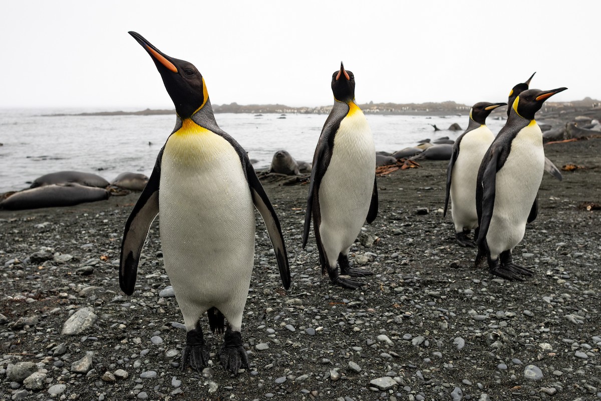 King Penguin - ML642946116