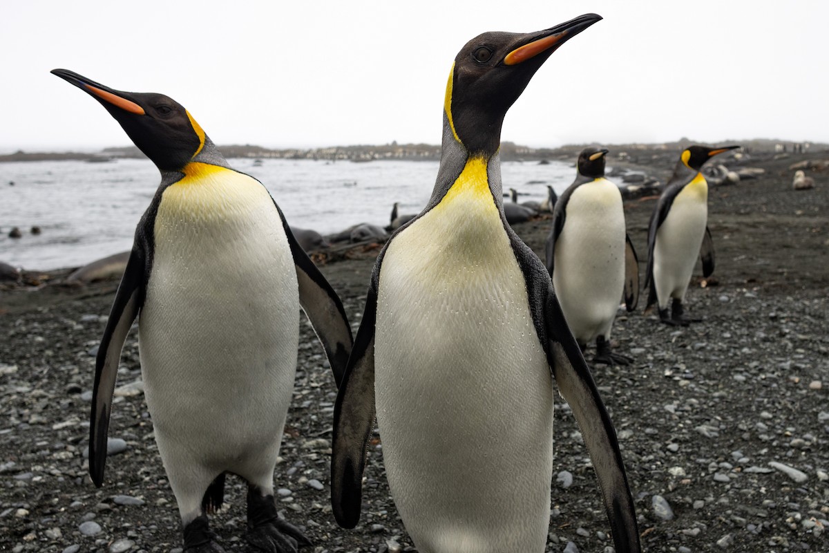 King Penguin - ML642946117