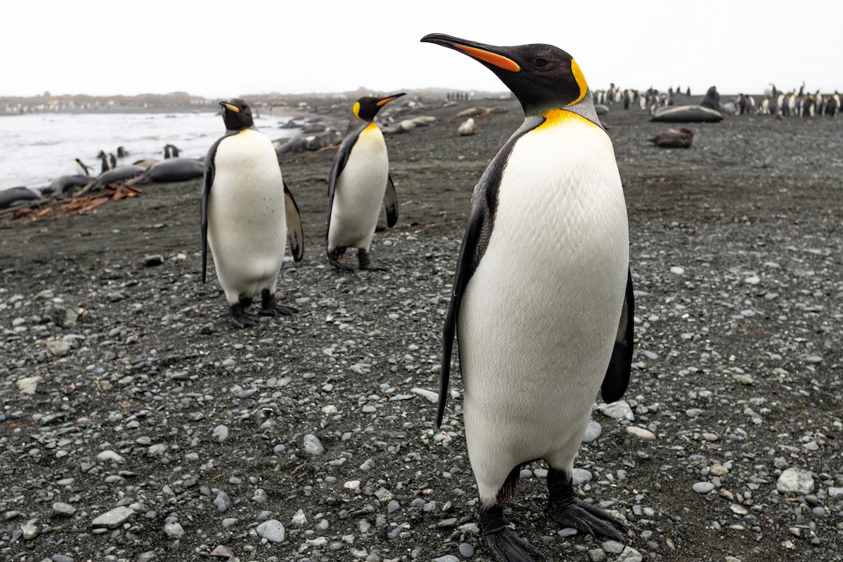 King Penguin - ML642946118