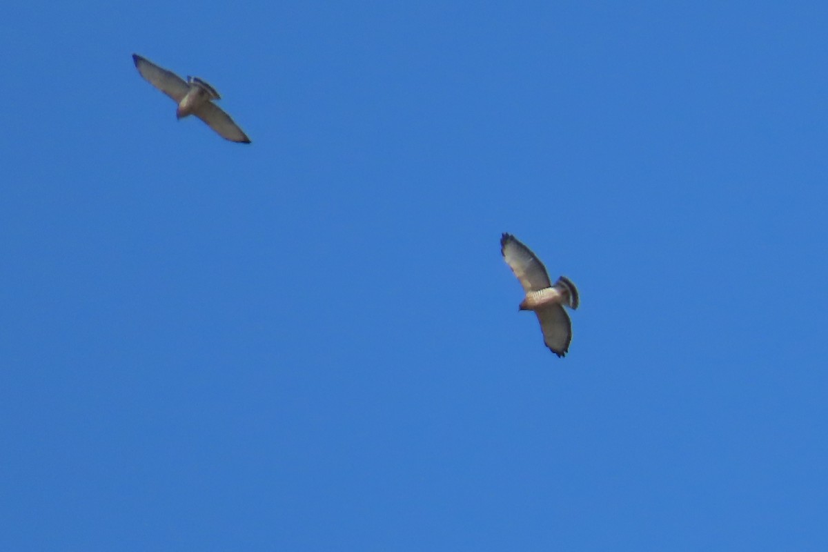 Broad-winged Hawk - ML642946122