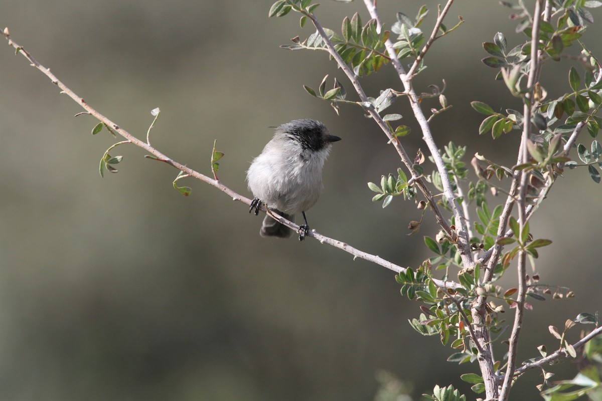 Bushtit - ML642946126