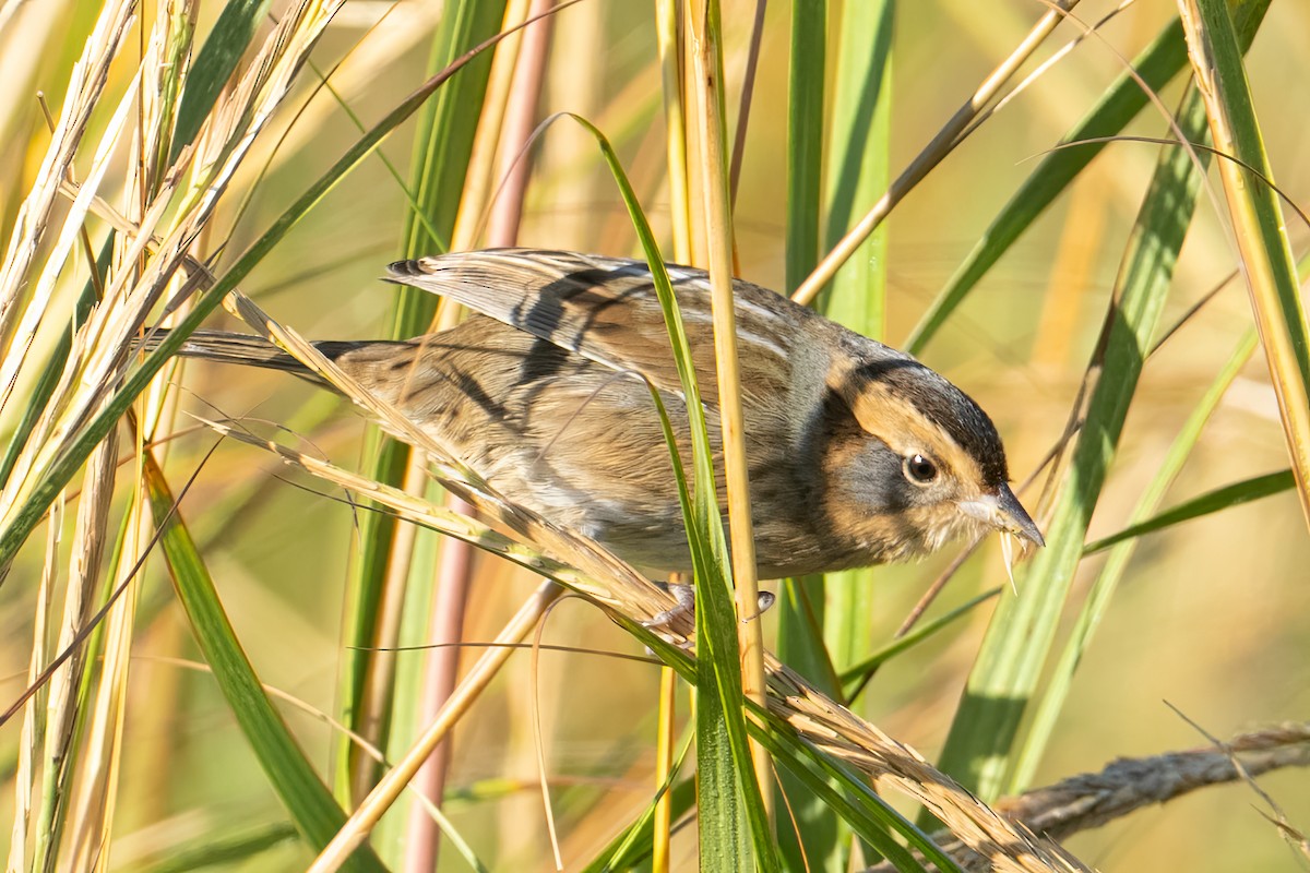 Nelson's Sparrow - ML642946128