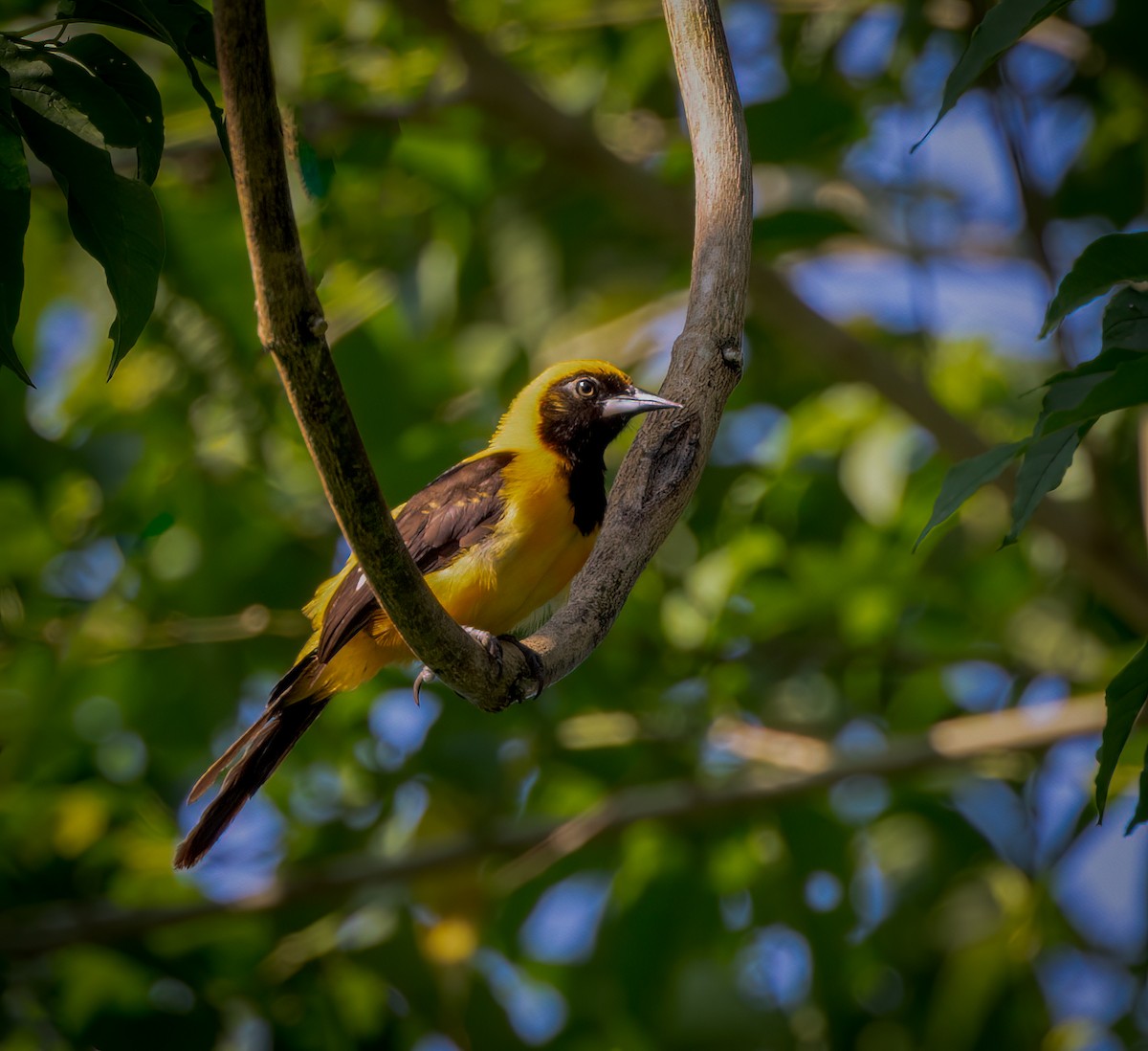 Orange-backed Troupial - ML642946129