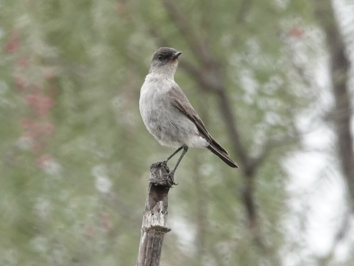 Dark-faced Ground-Tyrant - ML642946130