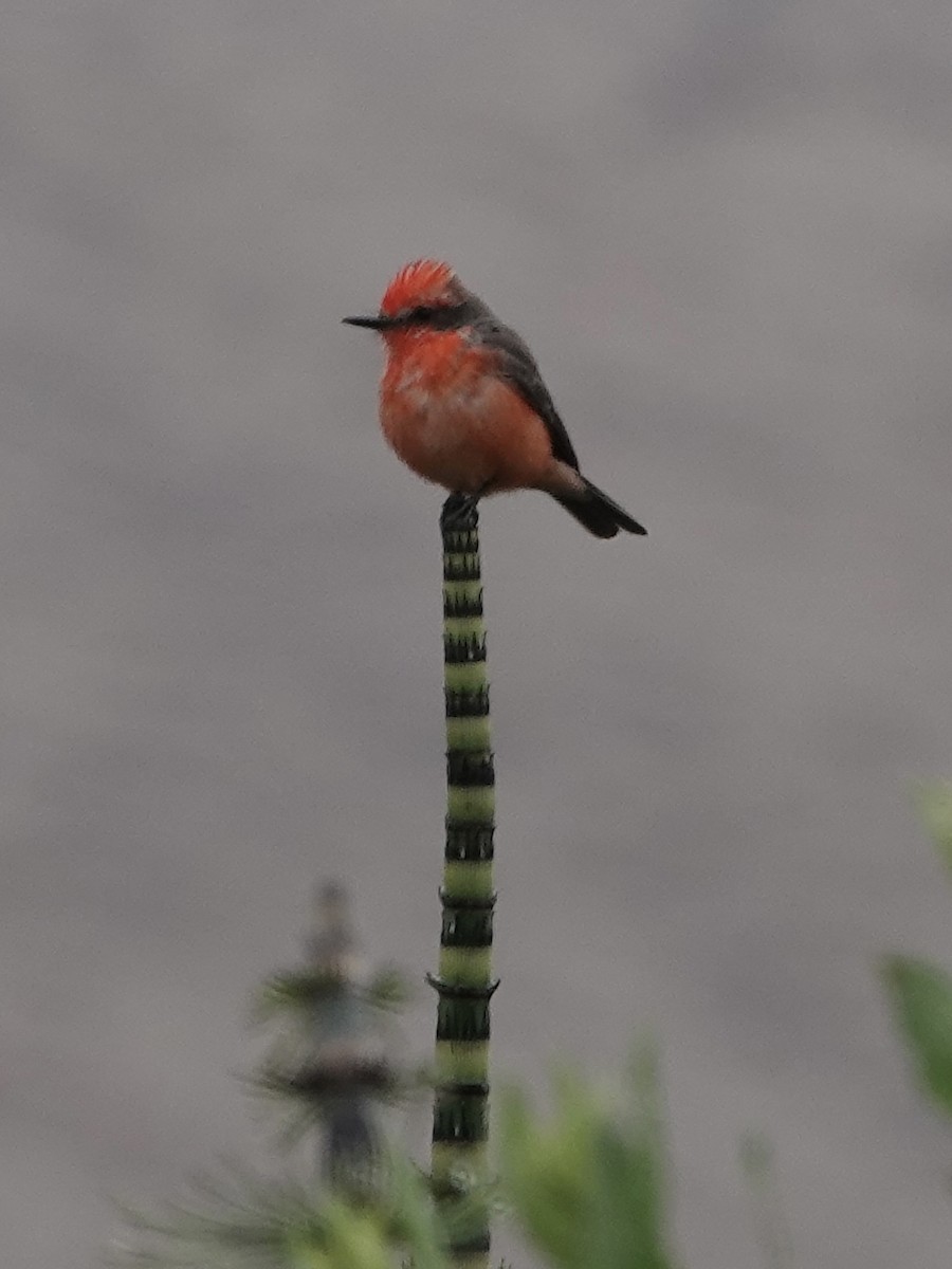 Vermilion Flycatcher - ML642946134