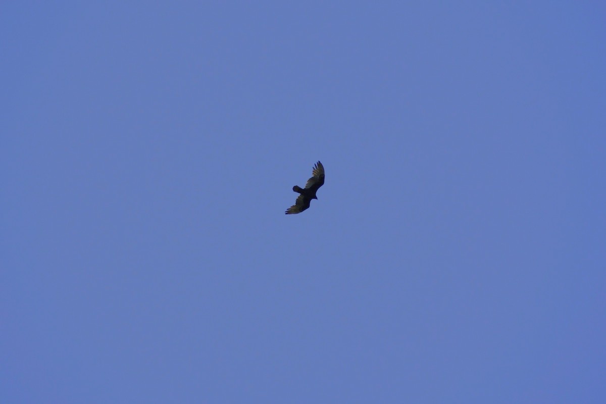 Turkey Vulture - ML642946135