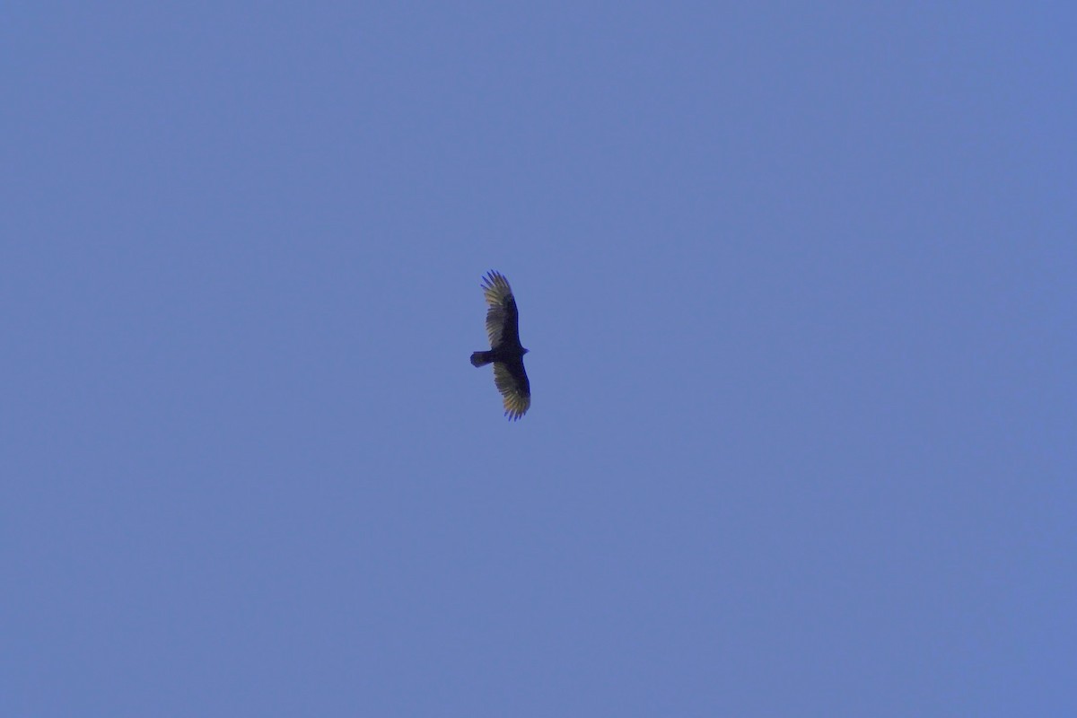 Turkey Vulture - ML642946136