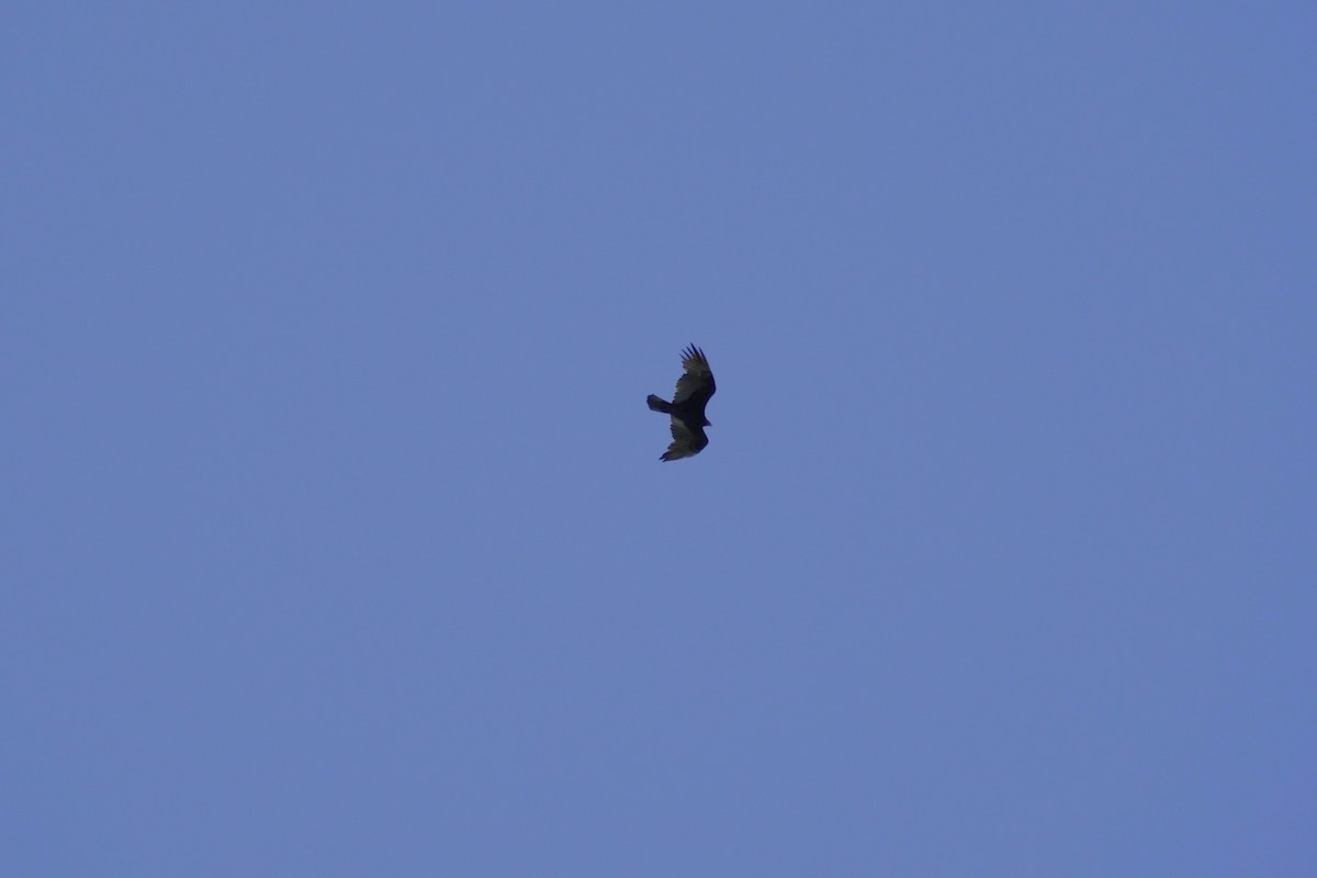 Turkey Vulture - ML642946137