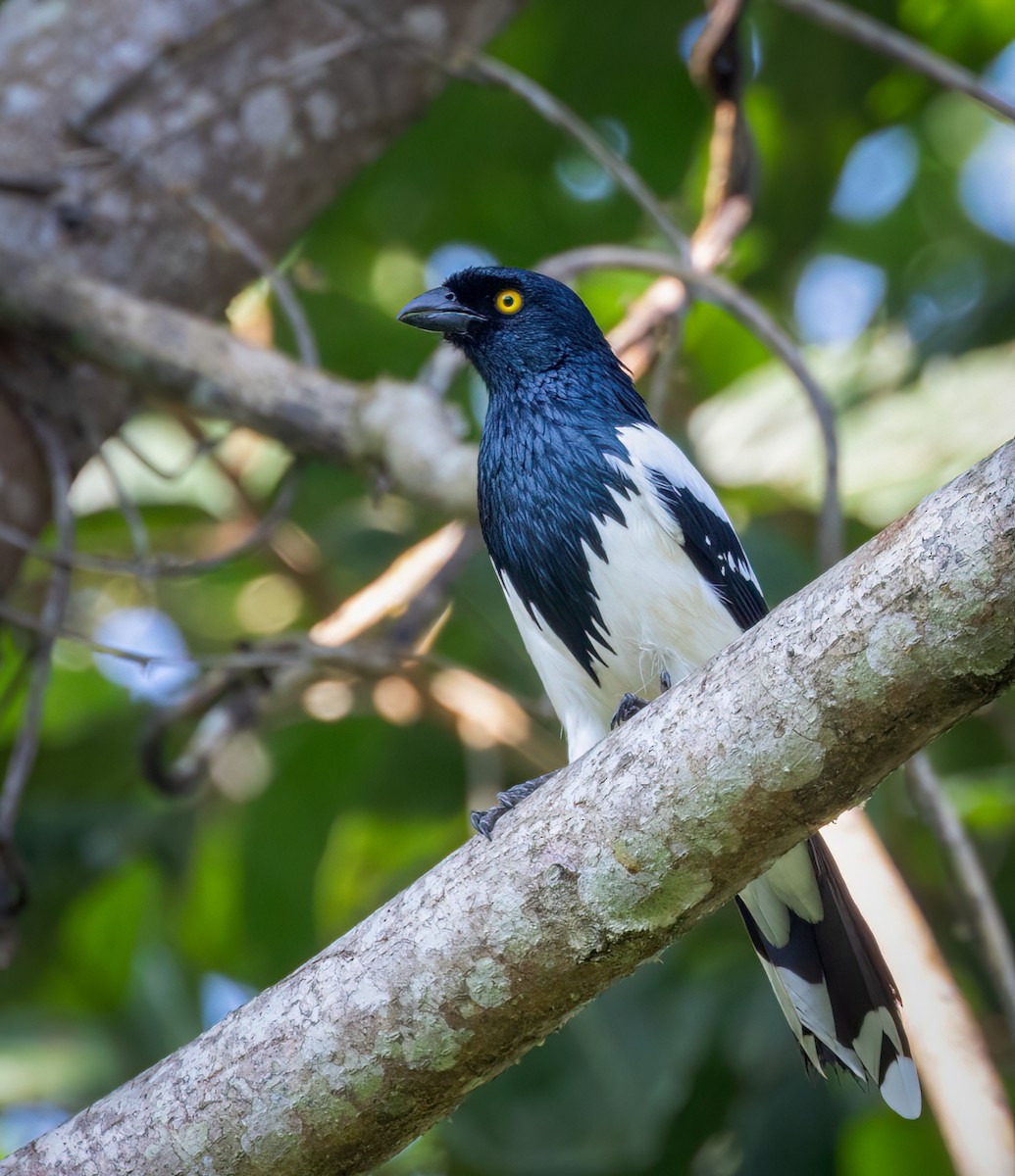 Magpie Tanager - ML642946139