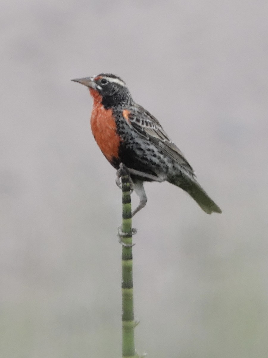 Peruvian Meadowlark - ML642946140