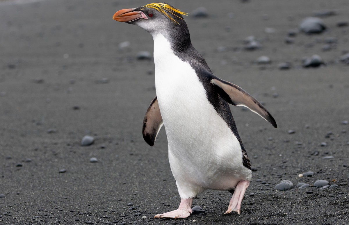 Royal Penguin - ML642946141
