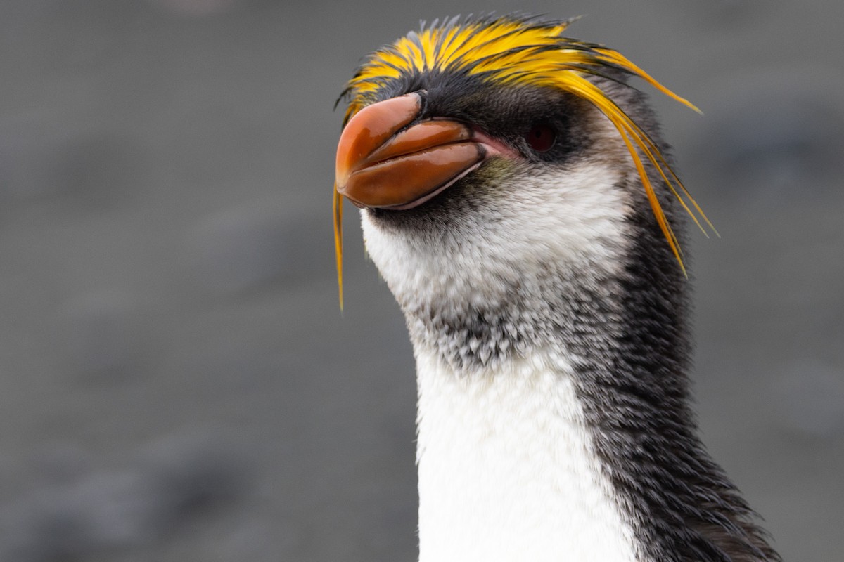Royal Penguin - ML642946142