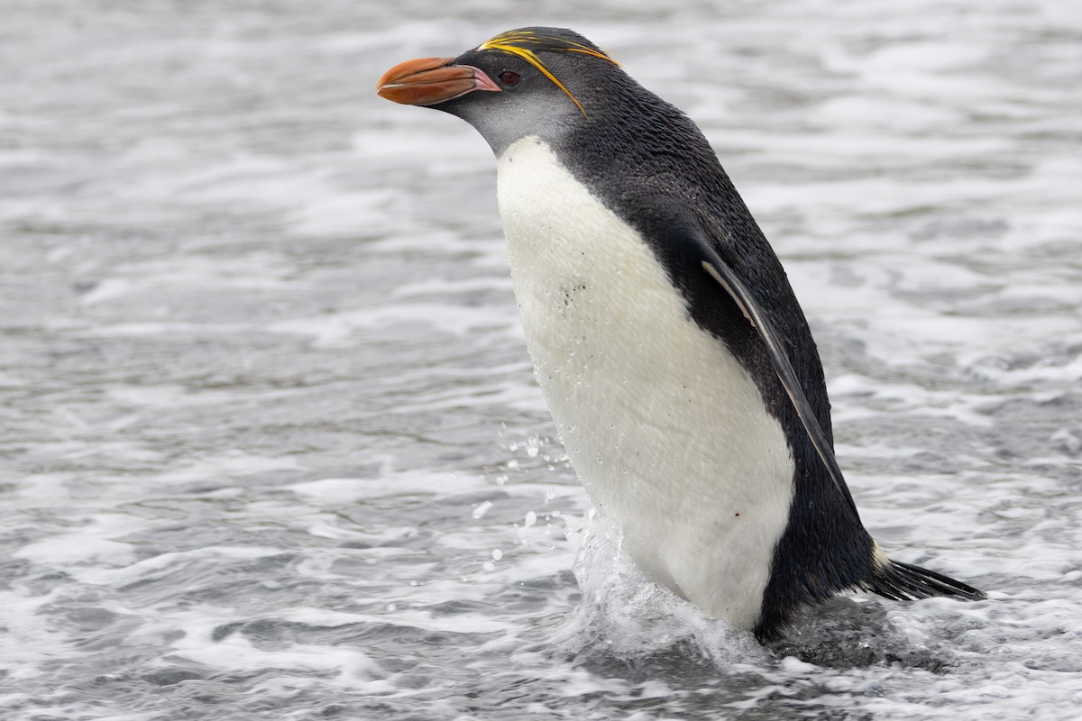 Royal Penguin - ML642946143