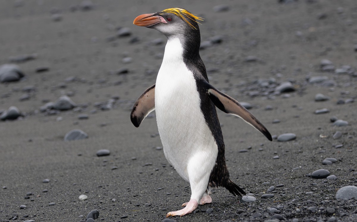 Royal Penguin - ML642946144