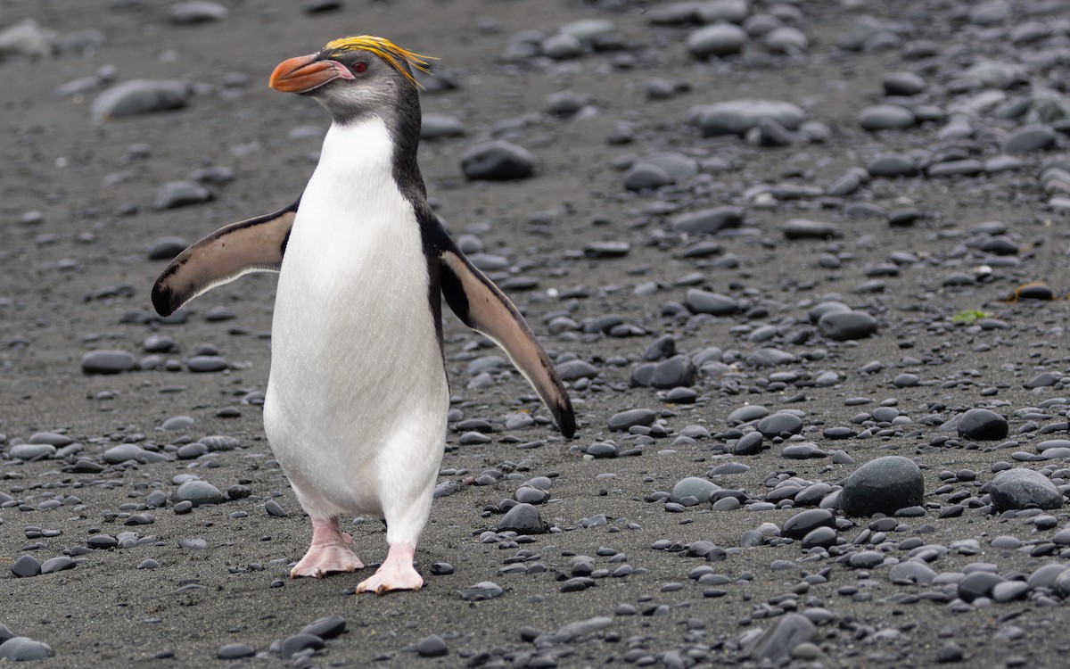 Royal Penguin - ML642946145