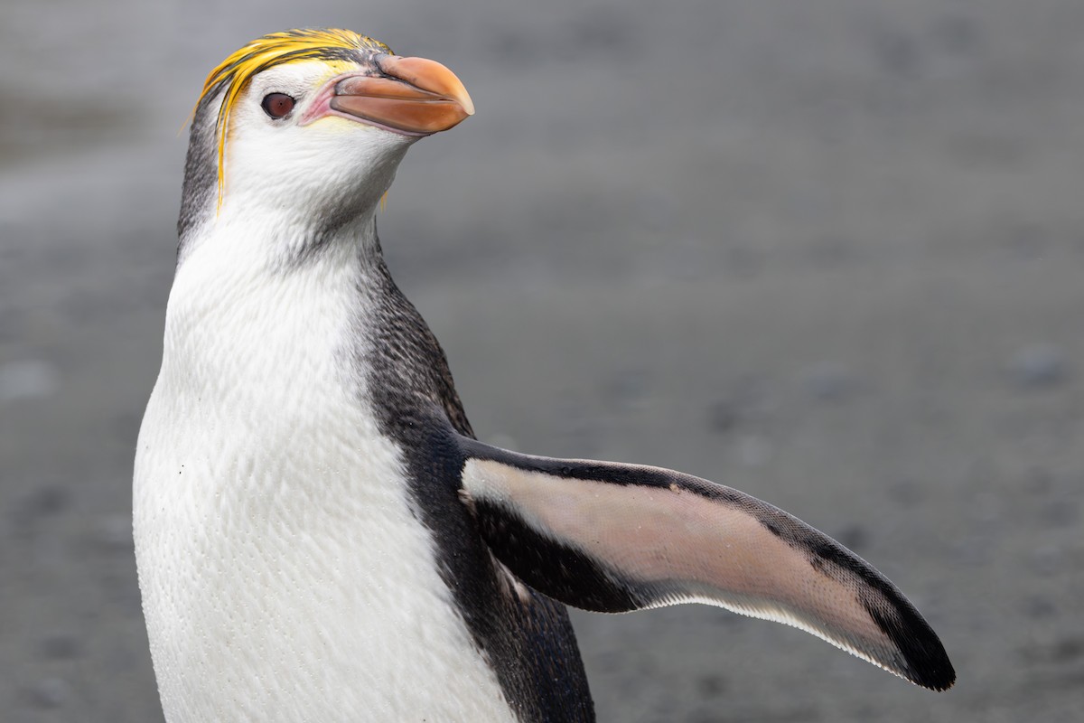 Royal Penguin - ML642946146