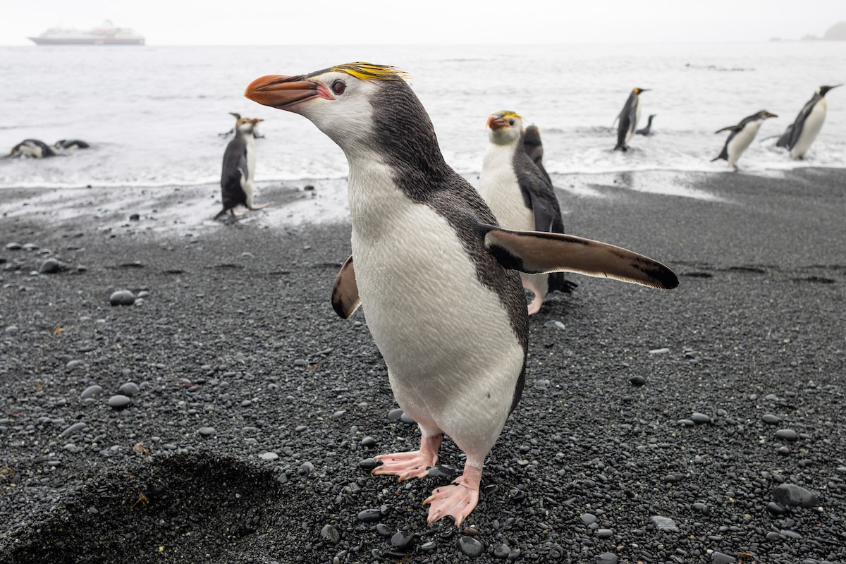 Royal Penguin - ML642946147
