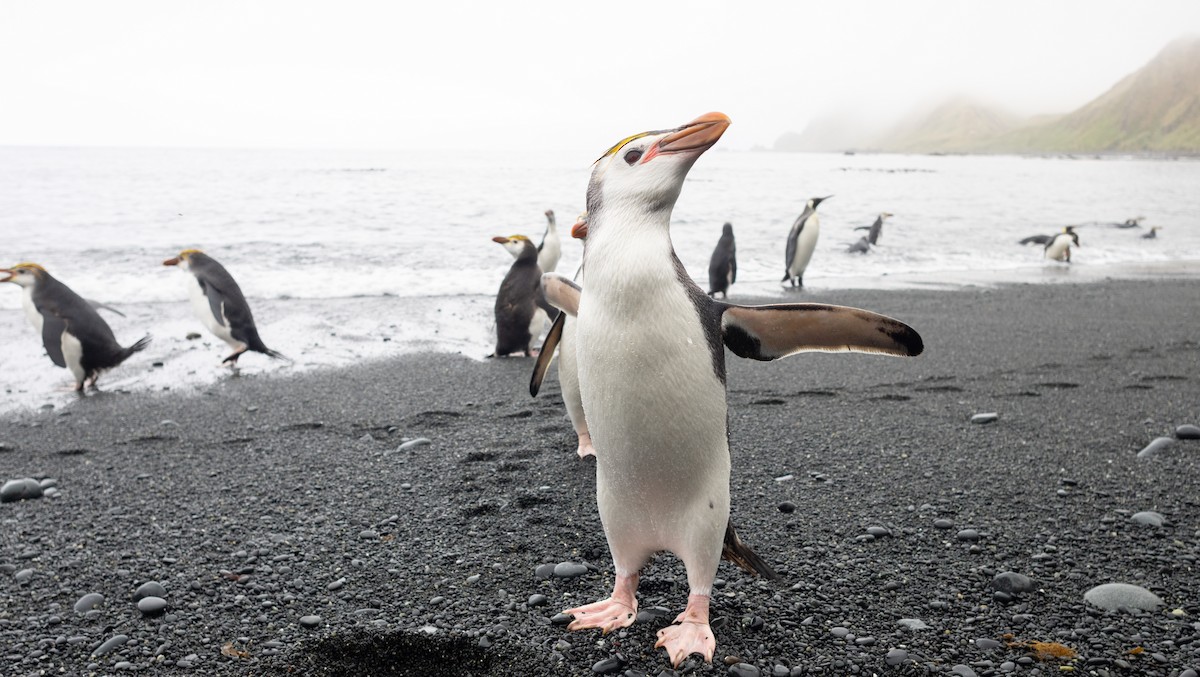 Royal Penguin - ML642946148