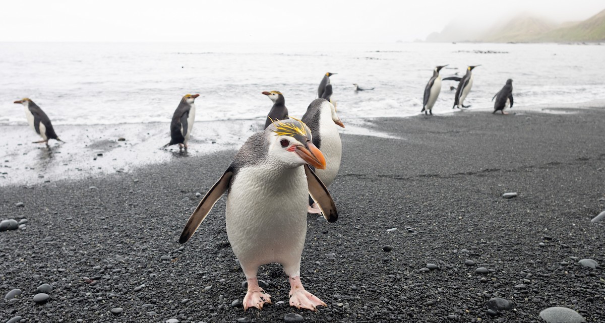 Royal Penguin - ML642946149