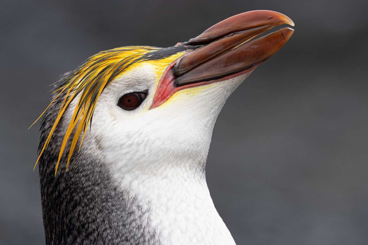 Royal Penguin - ML642946151
