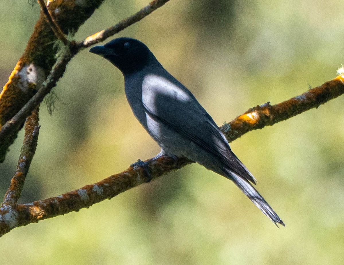 Sunda Cuckooshrike - ML642946153