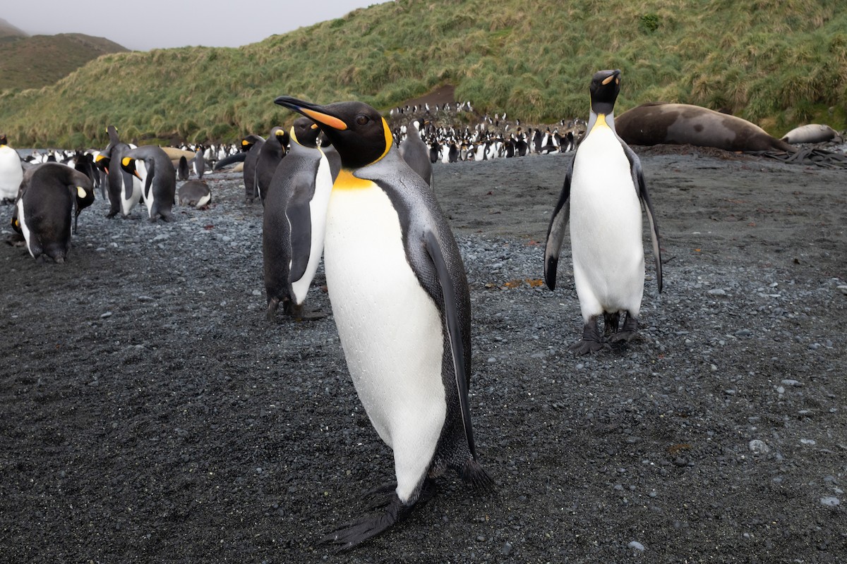 King Penguin - ML642946154