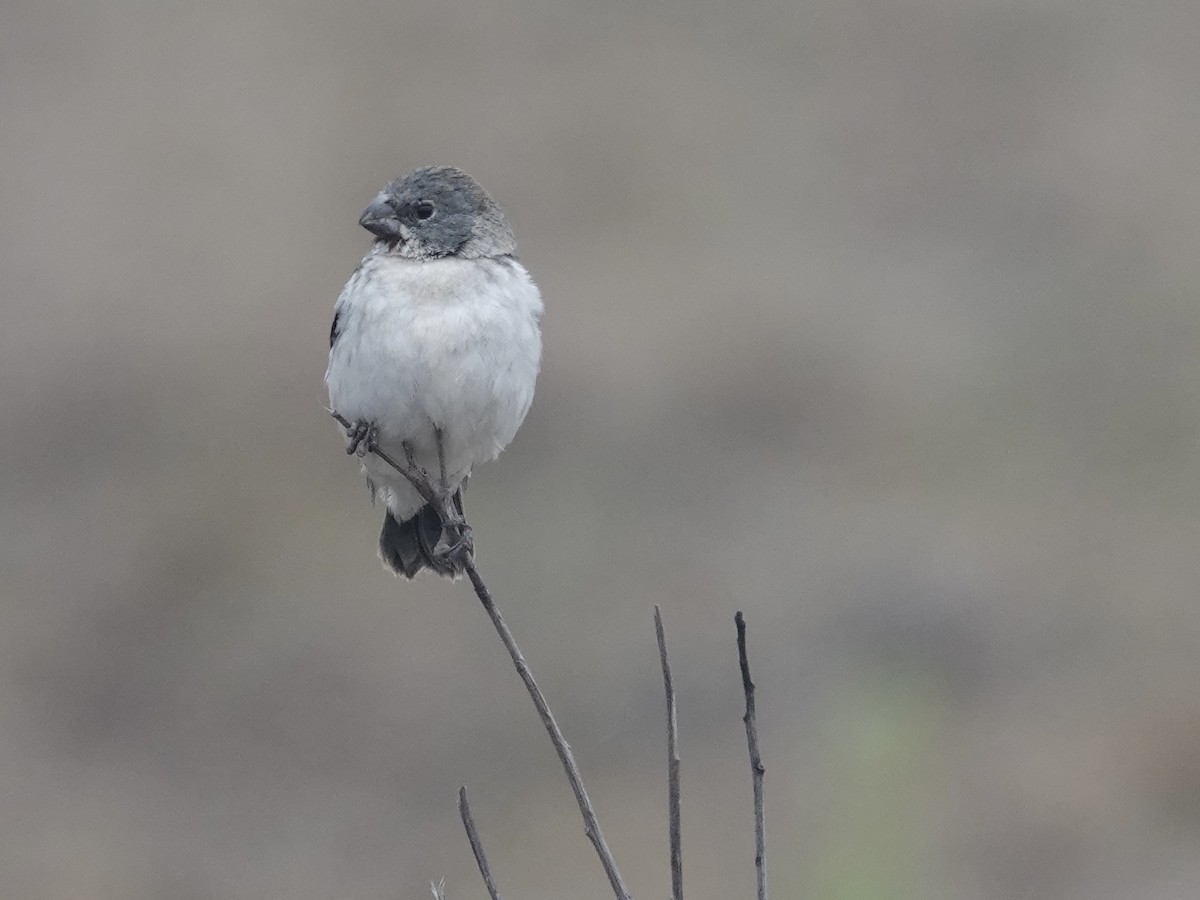 Chestnut-throated Seedeater - ML642946166