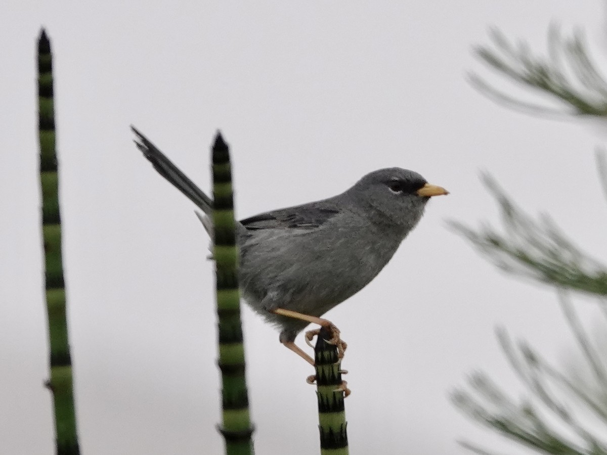 Slender-billed Finch - ML642946179