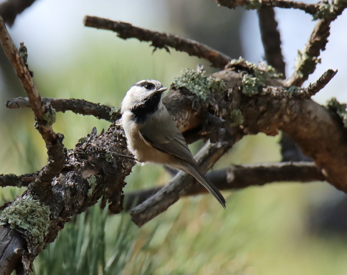 Mountain Chickadee - ML642946183
