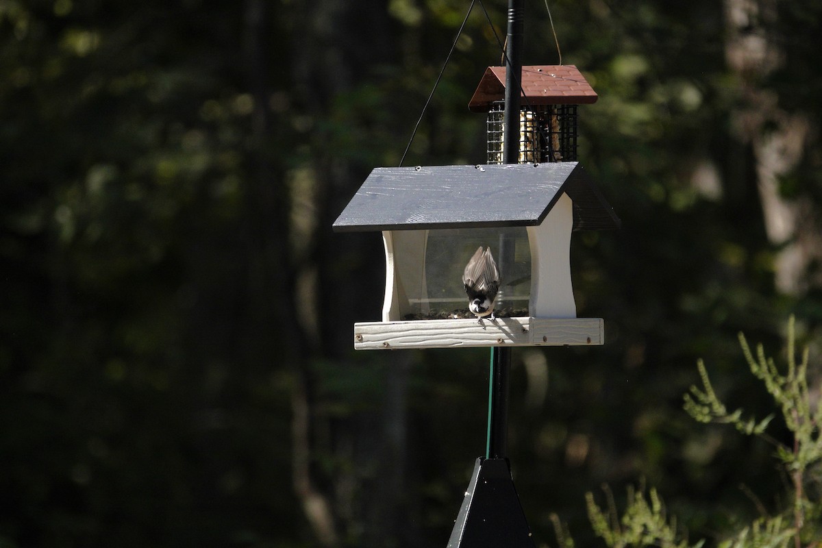 Carolina/Black-capped Chickadee - ML642946188