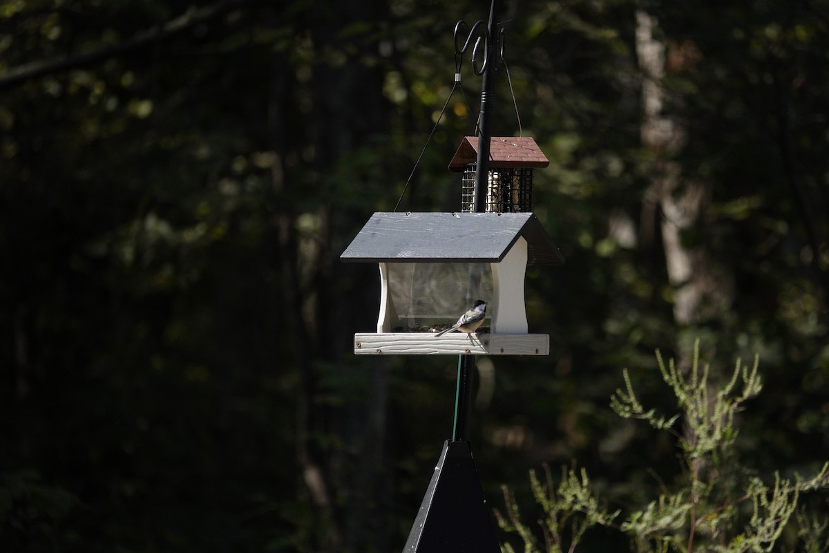 Carolina/Black-capped Chickadee - ML642946190