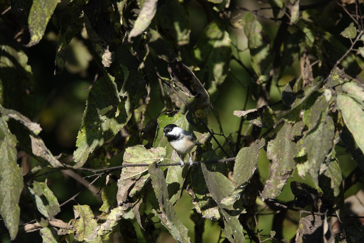 Carolina/Black-capped Chickadee - ML642946191
