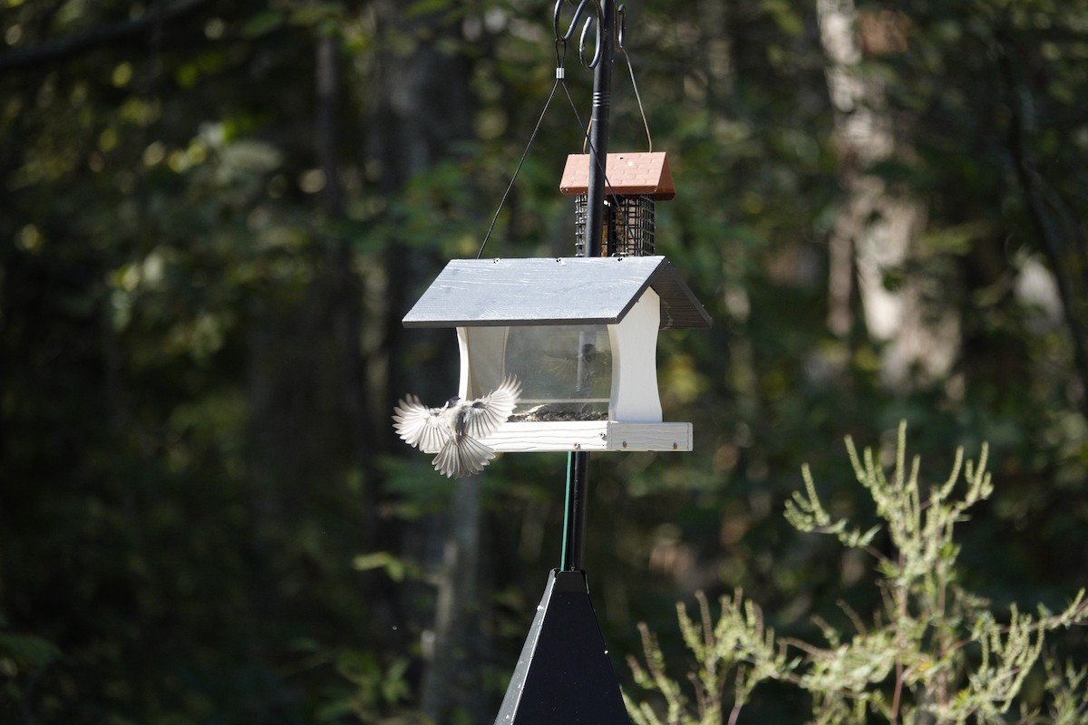 Carolina/Black-capped Chickadee - ML642946192