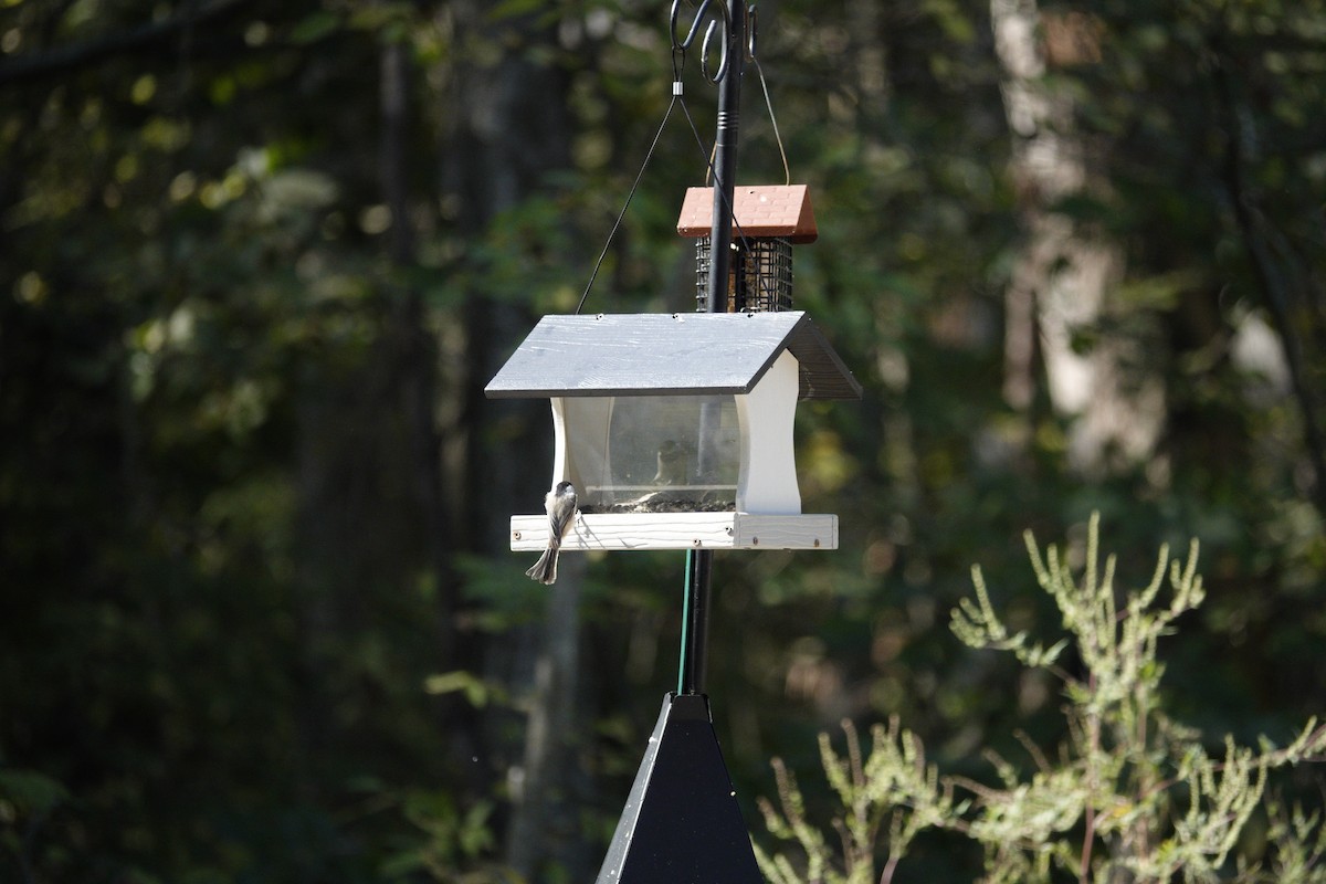 Carolina/Black-capped Chickadee - ML642946193