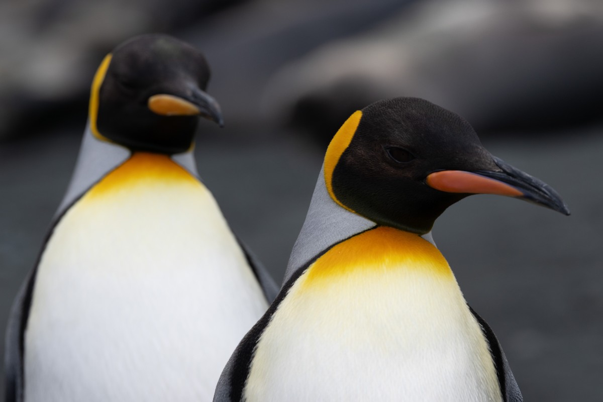 King Penguin - ML642946203