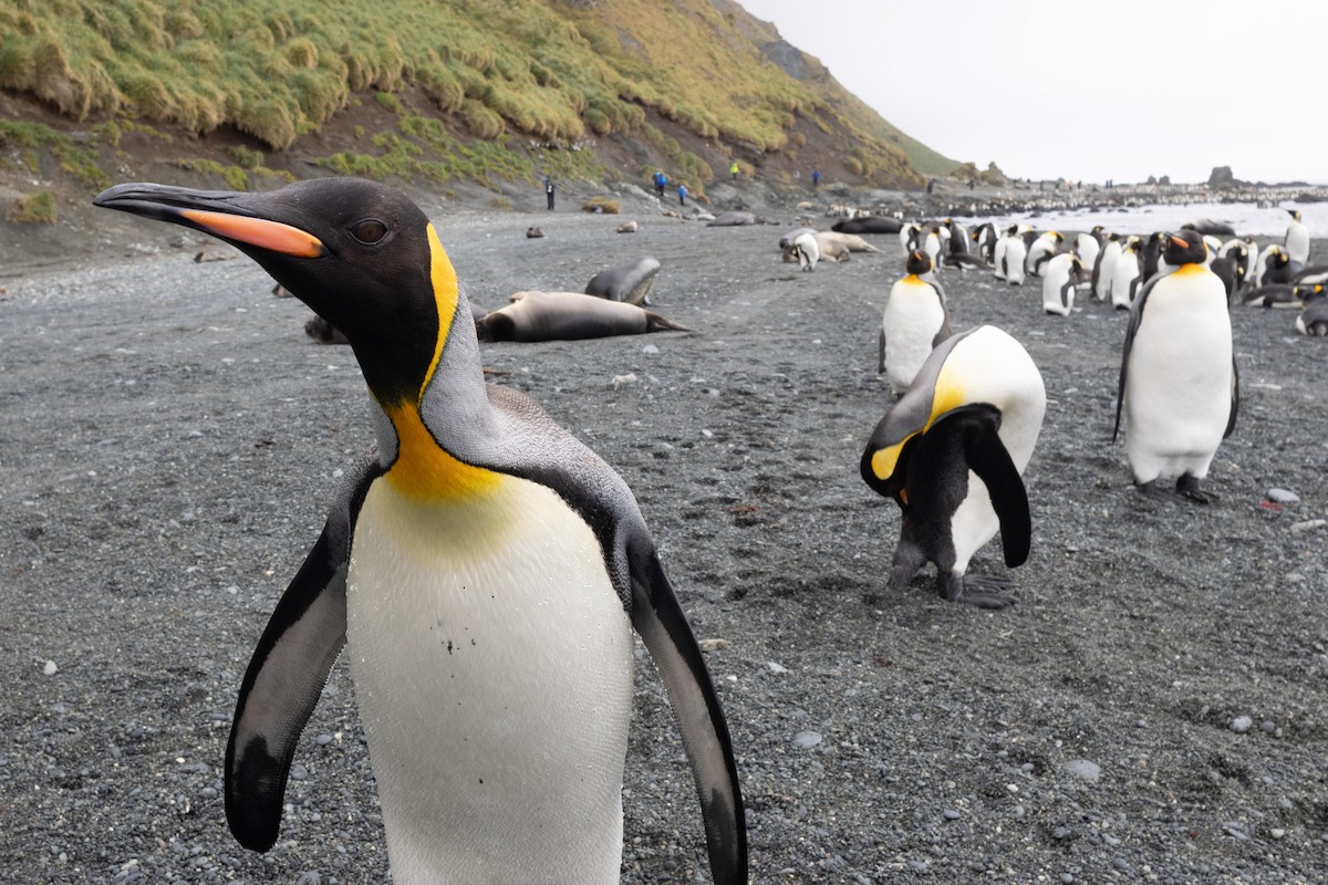 King Penguin - ML642946204