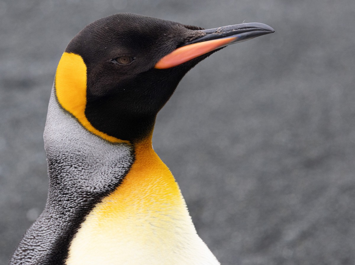 King Penguin - ML642946205
