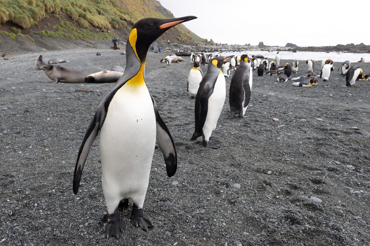 King Penguin - ML642946206