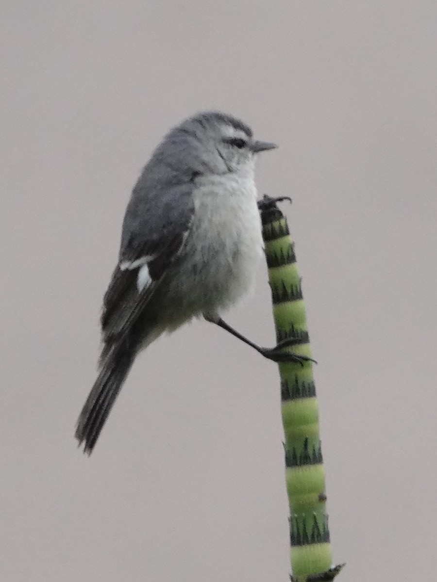Cinereous Conebill - ML642946211