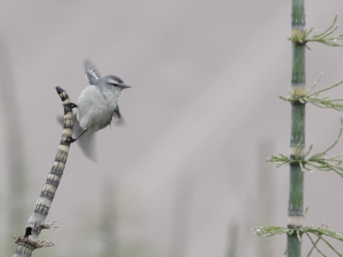 Cinereous Conebill - ML642946212