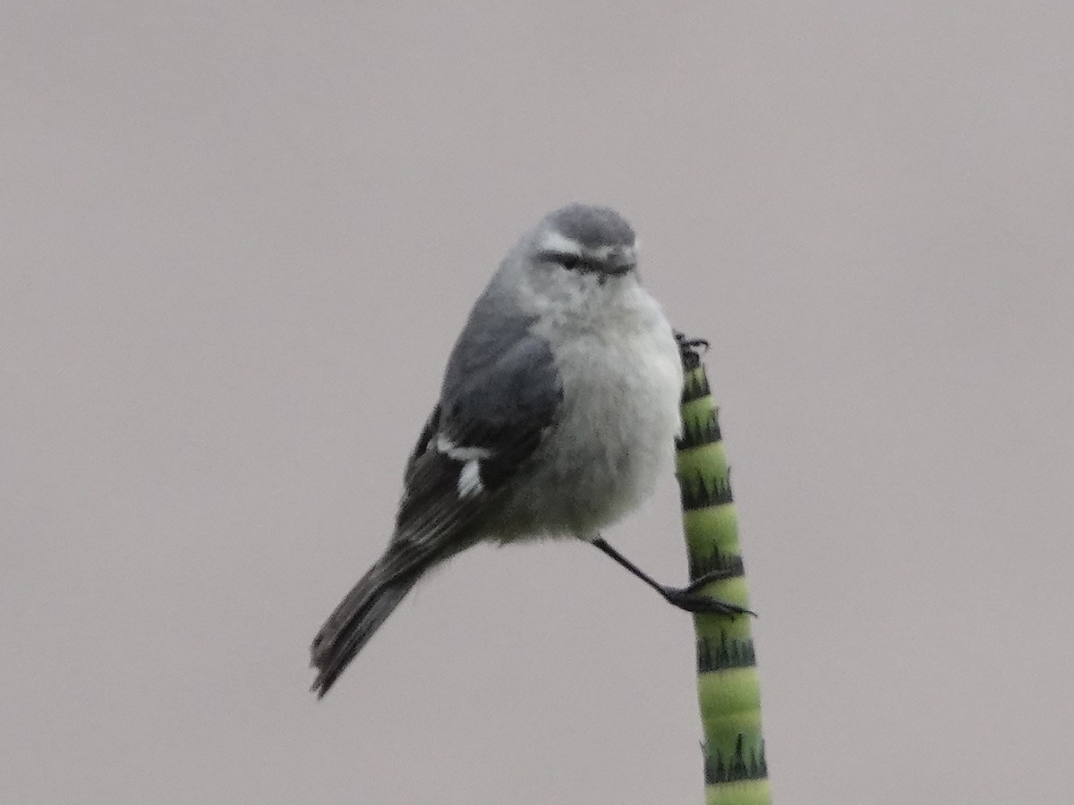 Cinereous Conebill - ML642946213