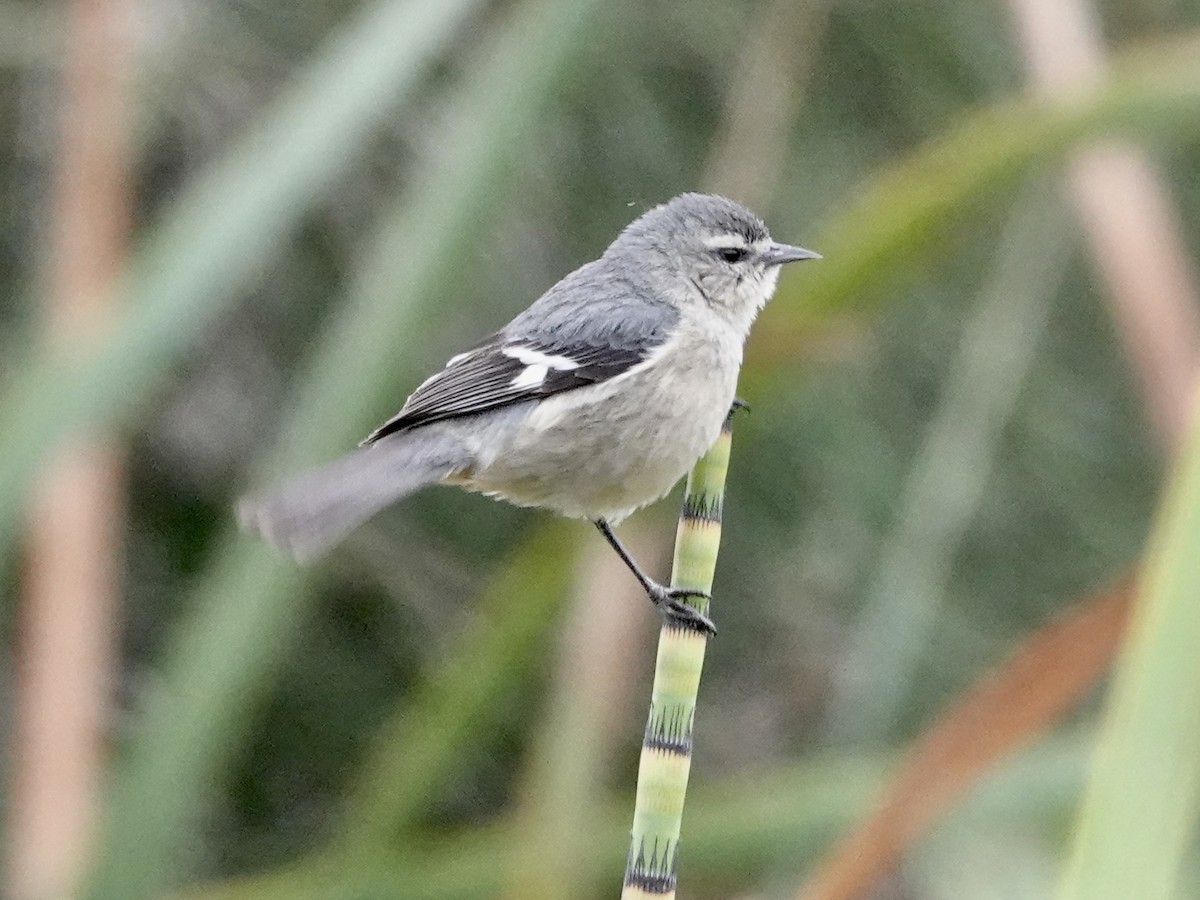 Cinereous Conebill - ML642946214