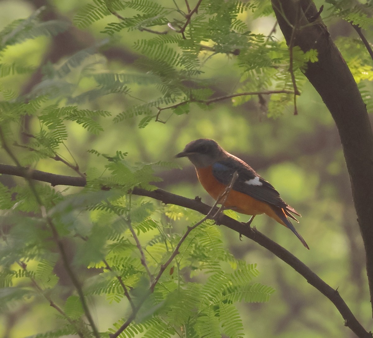 Blue-capped Rock-Thrush - ML642946218
