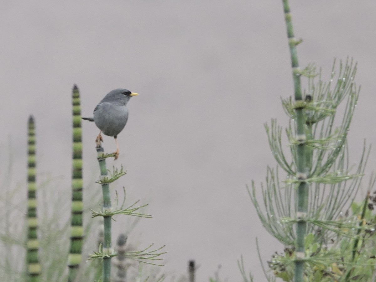 Slender-billed Finch - ML642946223