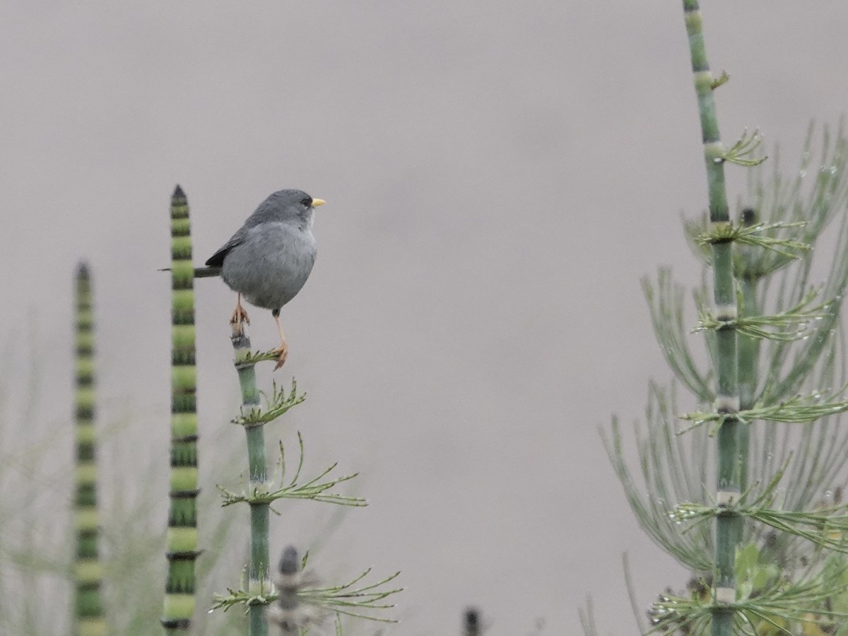 Slender-billed Finch - ML642946224