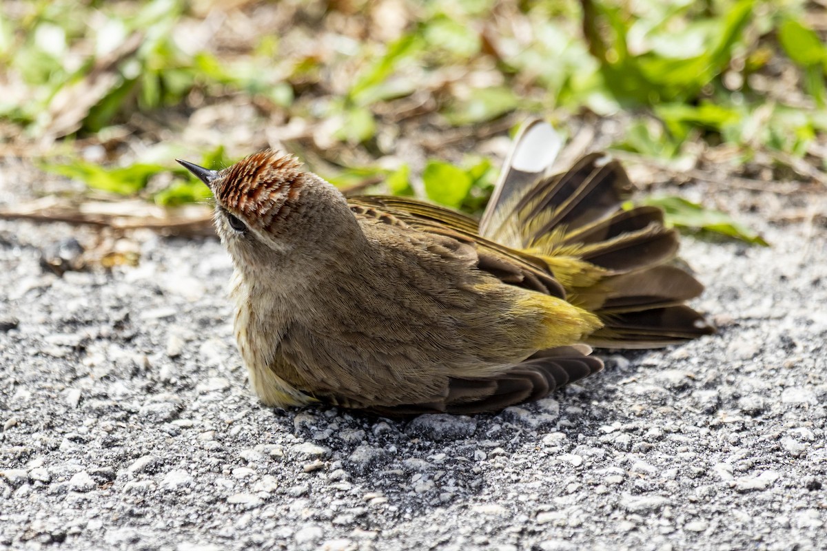 Palm Warbler - ML642946236