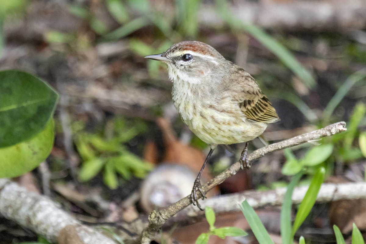 Palm Warbler - ML642946237