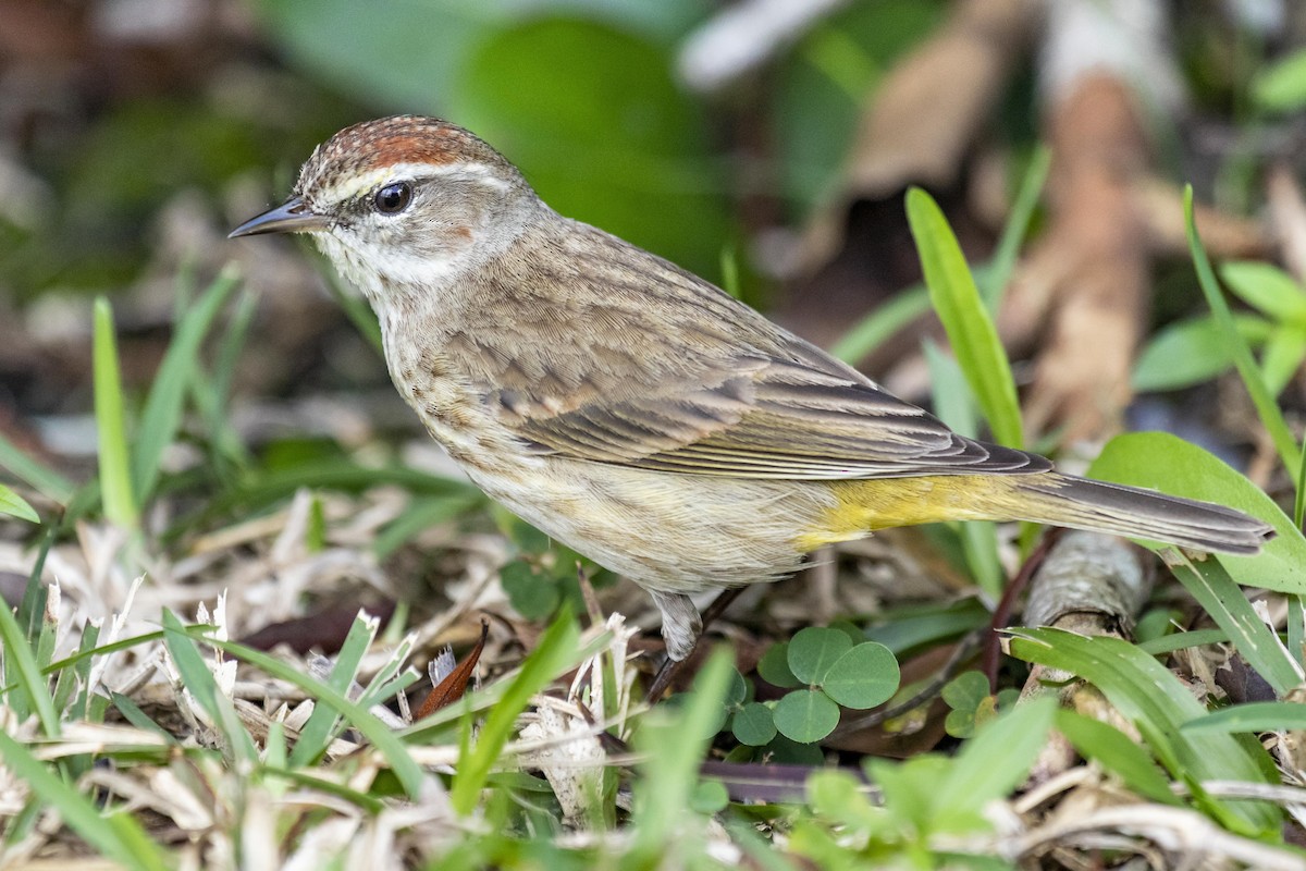 Palm Warbler - ML642946238